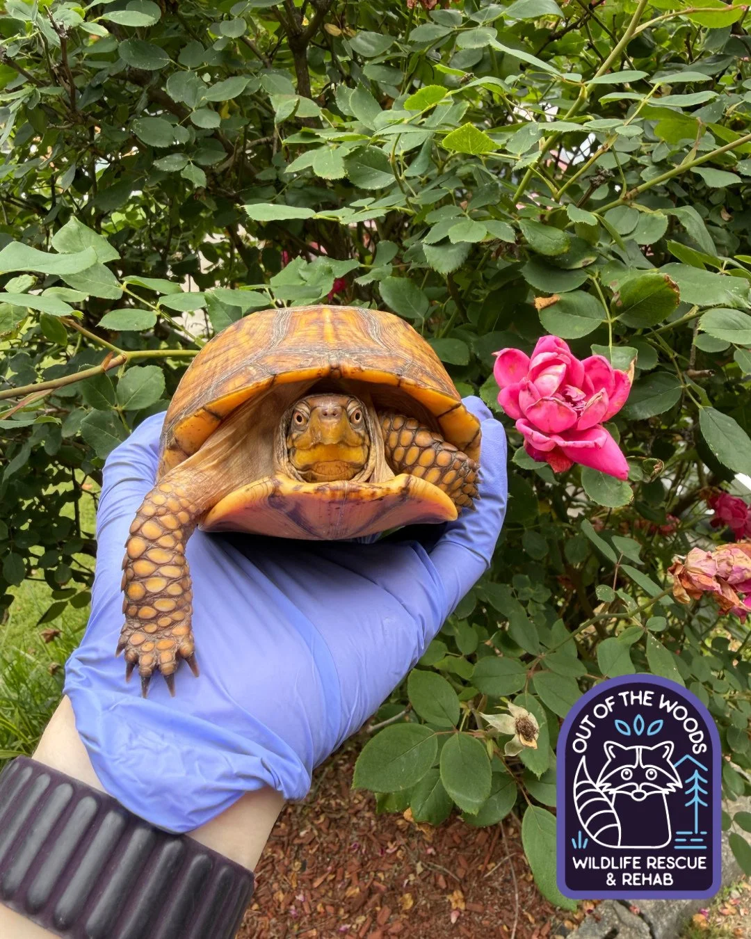 Happy release day to Roxie! Roxie had an interaction with a dog, resulting in a rehab stint with OOTW and now she is back home in the wild! #releaseday #turtle #tennessee #westtennessee #outofthewoodswildlife #wildliferehab #rescueandrelease