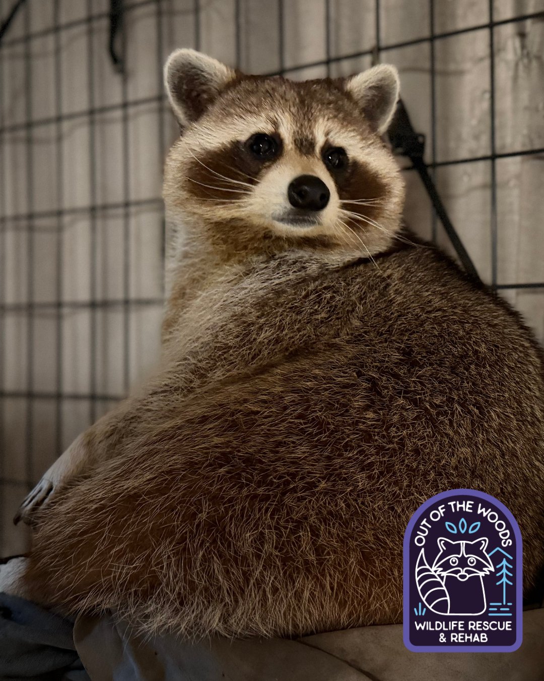Maybe he&rsquo;s born with it, maybe it&rsquo;s . . . 
Wait! He is born with it! DJ over here looking like an ad for a shampoo commercial! We hope he shares his hair care routine with us! #DJ #educationalambassador #raccoon #nonreleasable #wildlifeed