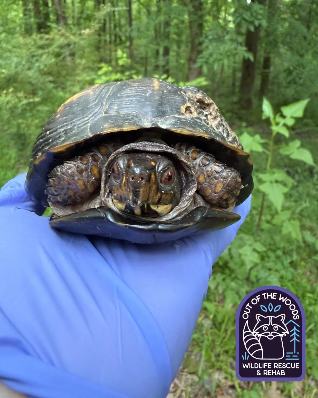 Happy release day to Mary! She is one of the older Eastern Box Turtles that has come into our care. She was treated for a bad upper respiratory infection, is fully recovered, and free! Also, check out that scar on her shell, which is fully healed! Tu