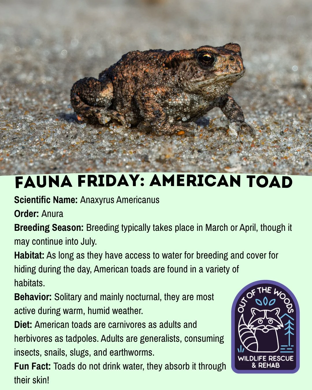 For today&rsquo;s Fauna Friday we&rsquo;re featuring the American Toad! Bookmark this and wow your friends with some toad facts this weekend! 🐸 #tennessee #westtennessee #outofthewoodswildlife #faunafriday #wildlifeeducation #toad #americantoad #toa
