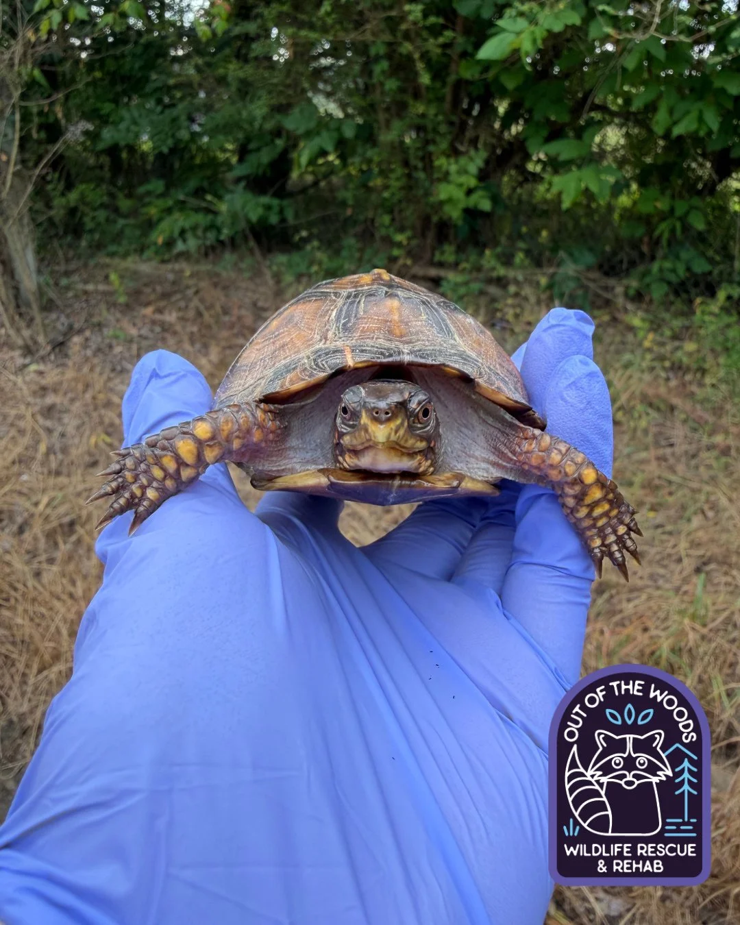 Happy release day to Stella! She was hit by a car last summer, is fully healed and off on a new adventure back home in the wild! #easternboxturtle #turtle #turtlefacts #outofthewoodswildlife #tennessee #westtennessee #wildliferescue #rescueandrelease