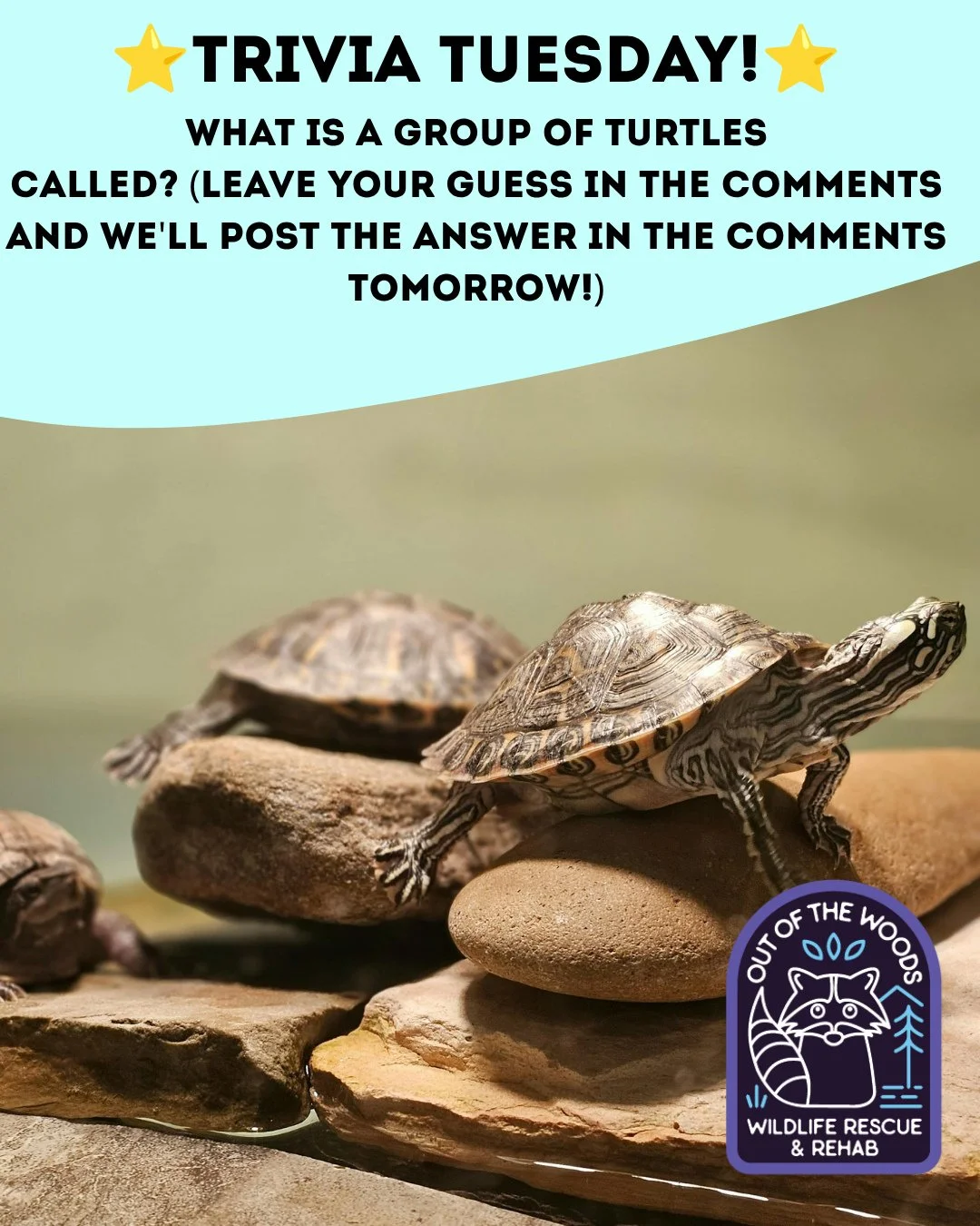 ❓ TRIVIA TUESDAY ❓ 
⭐️ WHAT IS A GROUP OF TURTLES CALLED? ⭐️
Leave your guess in the comments below and we&rsquo;ll leave the answer in the comments tomorrow! 
#trivia #triviatuesday #turtle  #wildlifeeducation #tennessee #westtennessee #outofthewood
