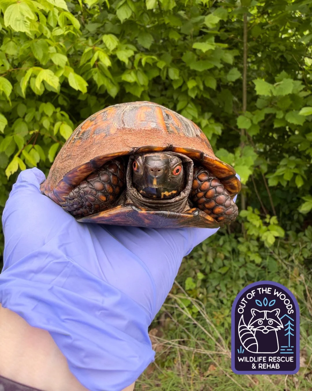 Happy release day to Cole Haan! He&rsquo;s an older and stylish guy who came to us with an injury and upper respiratory infection last fall! Fully recovered and back home in the wild! #easternboxturtle #turtle #turtlefacts #outofthewoodswildlife #ten