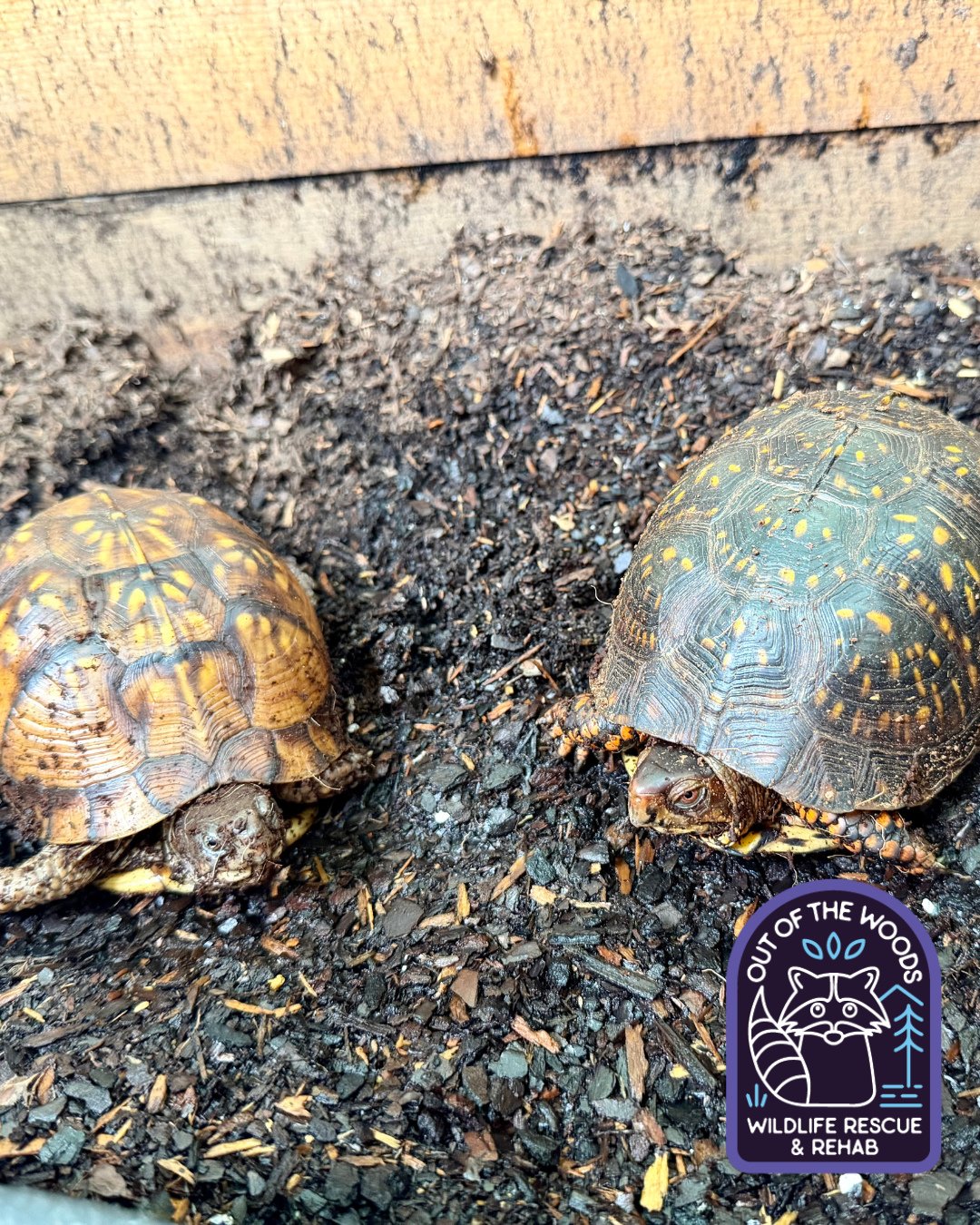 Squirt and Crush, two of our non-releasable box turtles, have been moved to their outdoor enclosure!  #boxturtle #turtle #nonreleasable #outofthewoodswildlife #tennessee #westtennessee #wildlifeeducation