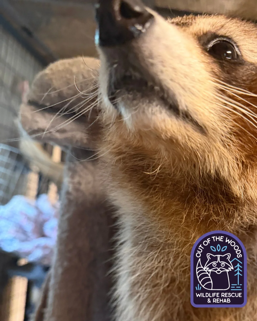 The face you make when you spot someone you know in public, but they&rsquo;re a talker and you&rsquo;re in a rush. DJ represents us all. 😂 #DJ #nonreleasable #tennessee #westtennessee #educationalambassador #raccoon #rescueandrelease