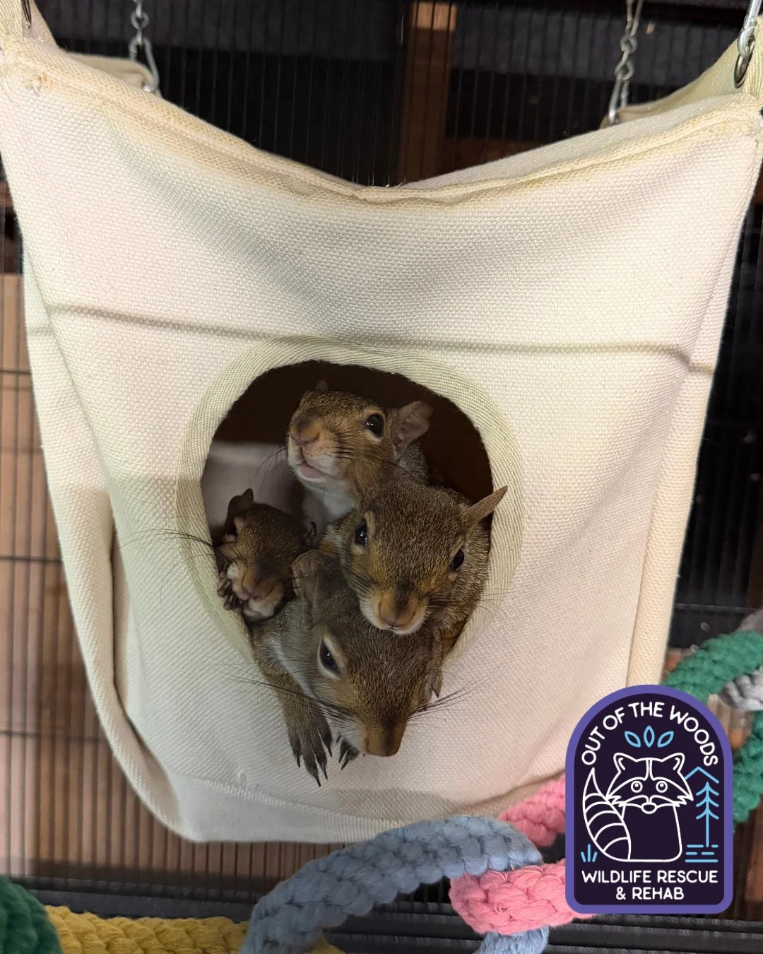 Some of Danielle&rsquo;s patients! The Alaska squirrels, named after the cities: Nome, Haines, Bethel, and Nenana! #squirrel #outofthewoodswildlife #tennessee #westtennessee #wildlifeeducation #wildliferehab #rescueandrelease