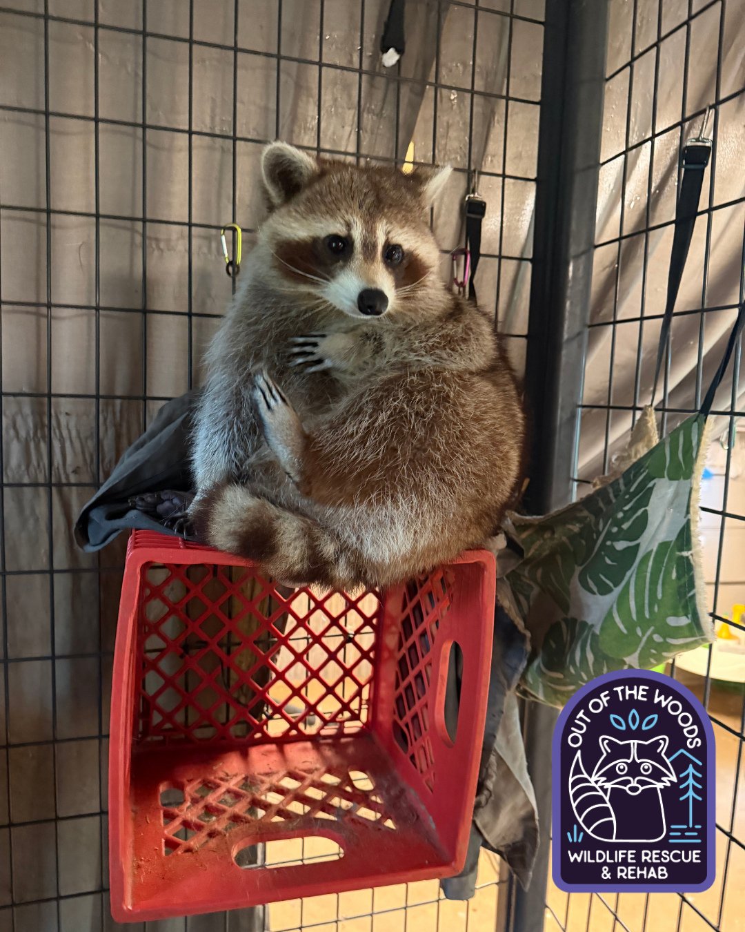 Just chilling on my crate looking cute! #DJ #tennessee #westtennessee #nonreleasable #outofthewoodswildlife #raccoon #educationalambassador #wildlifeeducation #wildliferehab