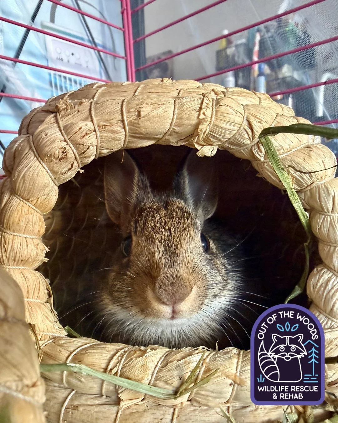 Did you know that during spring and summer cottontails eat grasses, clover, dandelions, and tender garden greens? #wildlifeeducation #cottontailfacts #tennessee #westtennessee #outofthewoodswildlife #wildliferehab