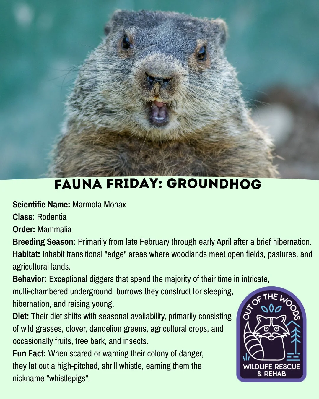 For today&rsquo;s Fauna Friday we&rsquo;re featuring the Groundhog! They might not be accurate meteorologists, but they&rsquo;re pretty interesting!#tennessee #westtennessee #outofthewoodswildlife #faunafriday #wildlifeeducation #groundhog #groundhog