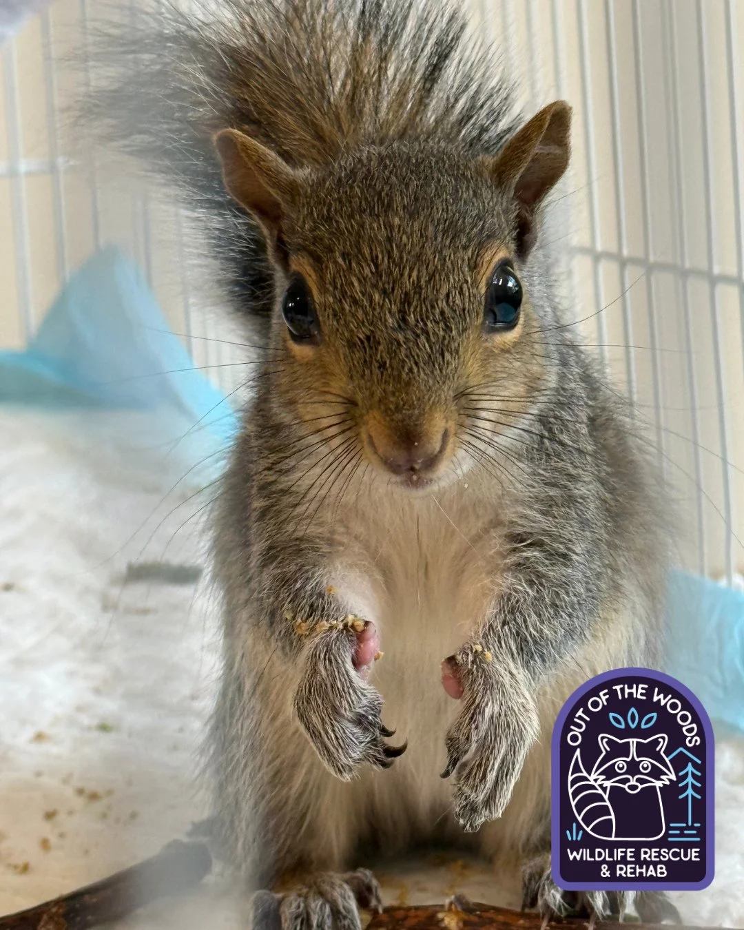 Meet Elsa who is one of Rio&rsquo;s squirrel patients! #squirrel #outofthewoodswildlife #tennessee #westtennessee #wildlifeeducation #wildliferehab