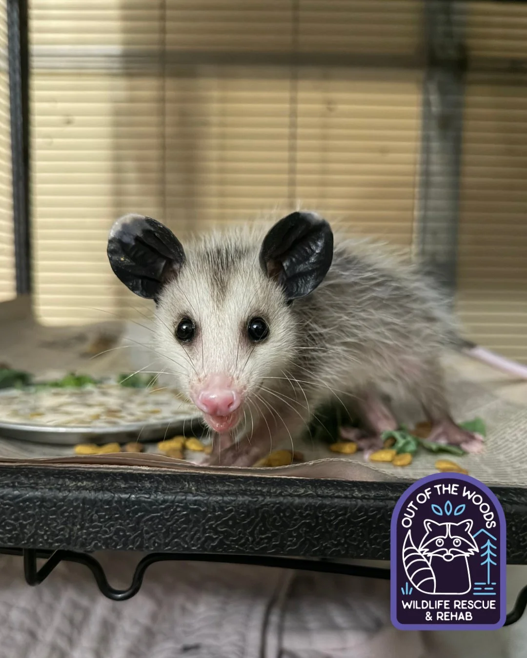 Pippin being pippin and showing off his notoriously messy eating skills! #pippin #opossum #wildlifeeducation #tennessee #westtennessee #outofthewoodswildlife #rescueandrelease