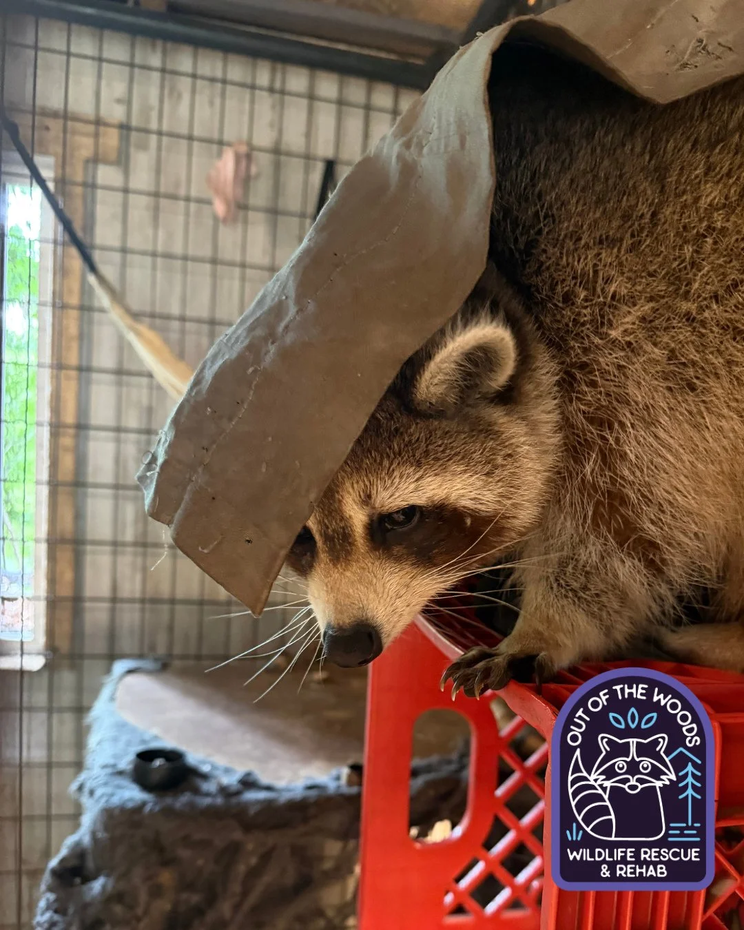 DJ is really personifying the following meme here: casually reappearing in peoples lives after disappearing for several months. 😂 #DJ #raccoon #educationalambassador #nonreleasable #tennessee #westtennessee #outofthewoodswildlife #wildlifeeducation