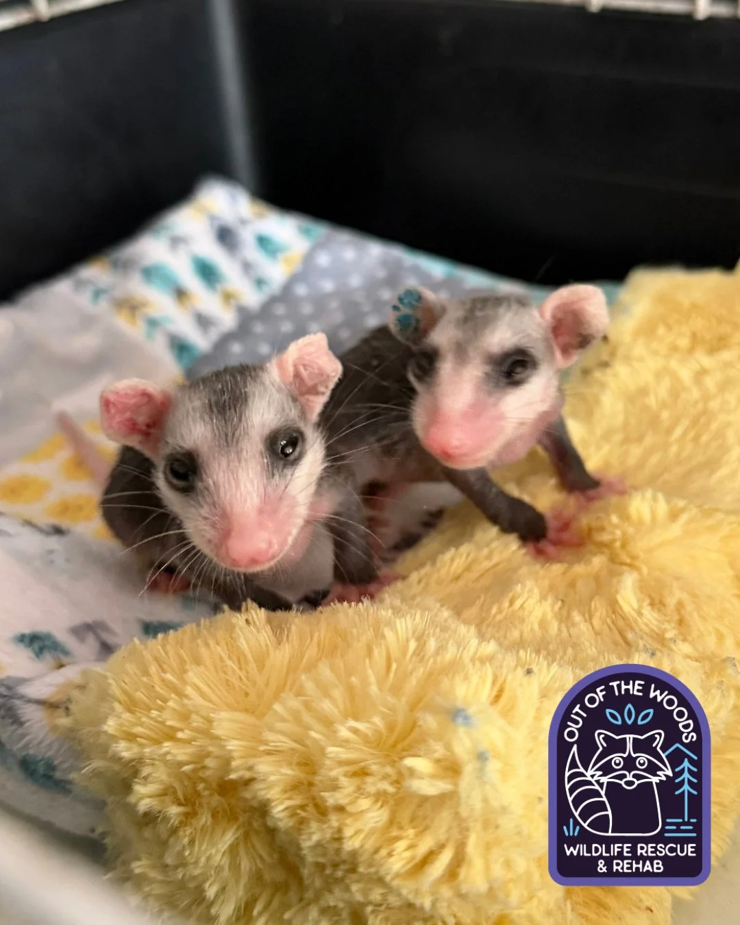 Larry and Lawrence, two of Sarah&rsquo;s opossum patients! #opossum #tennessee #westtennessee #wildliferehab #wildlifeeducation #outofthewoodswildlife