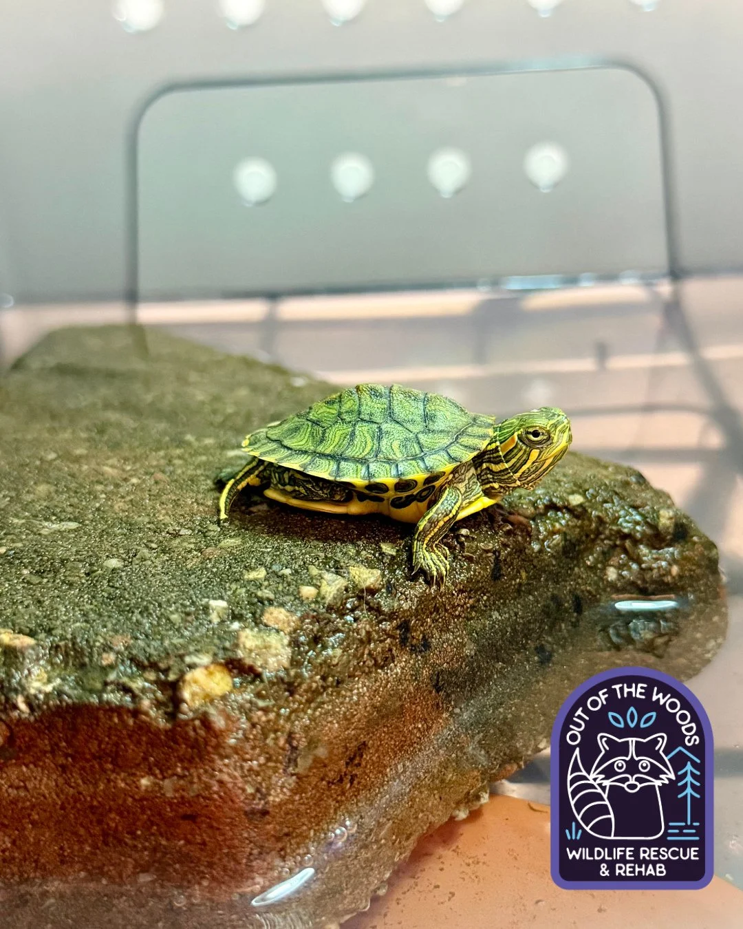 Meet Goliath! A small, but mighty turtle intake! #turtle #tennessee #westtennessee #outofthewoodswildlife #wildlifeeducation #rehabandrelease