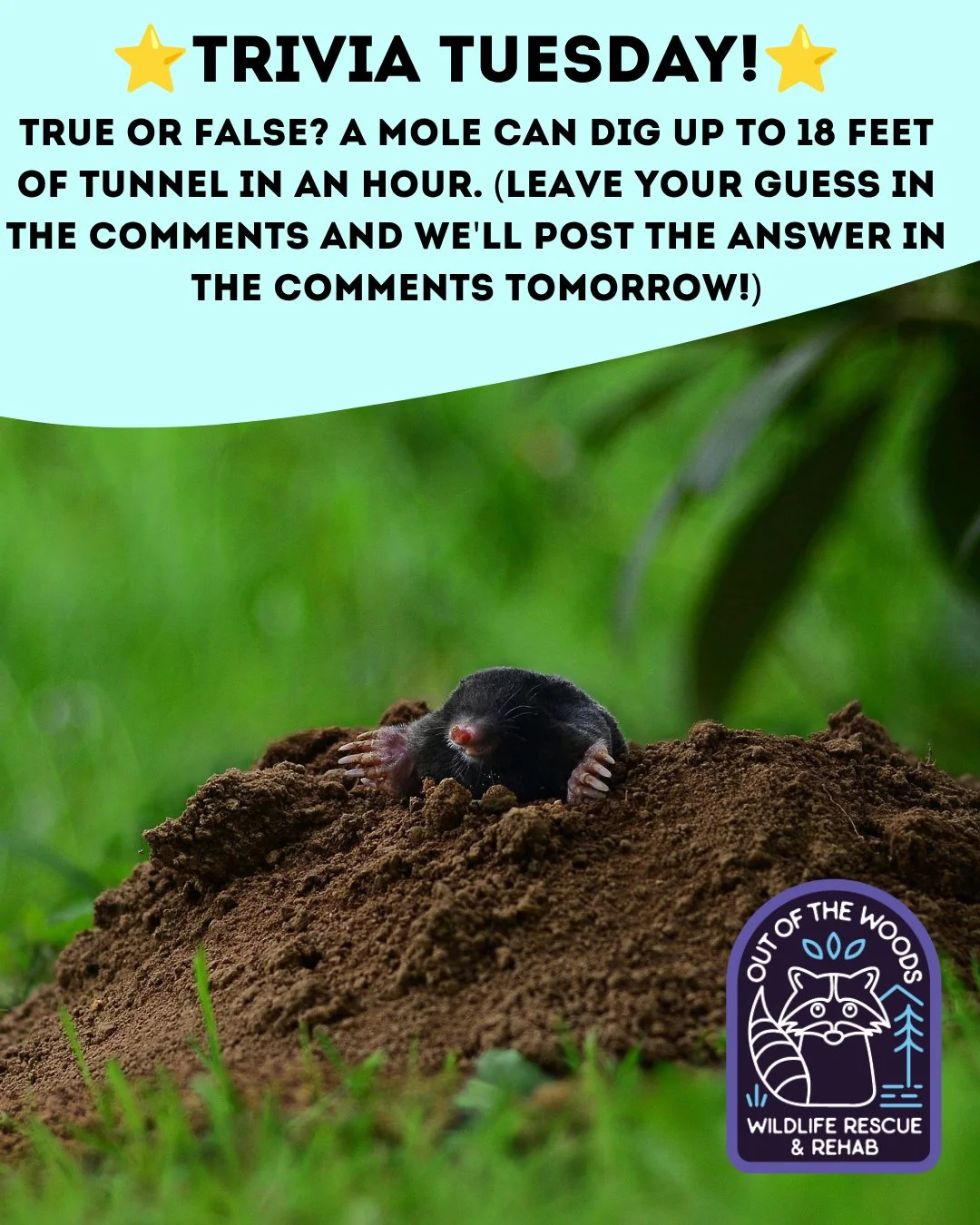 ❓ TRIVIA TUESDAY ❓ 
⭐️ TRUE OR FALSE? A MOLE CAN DIG UP TO 18 FEET OF TUNNEL IN AN HOUR. ⭐️
Leave your guess in the comments below and we&rsquo;ll leave the answer in the comments tomorrow! 
#trivia #triviatuesday #mole  #wildlifeeducation #tennessee