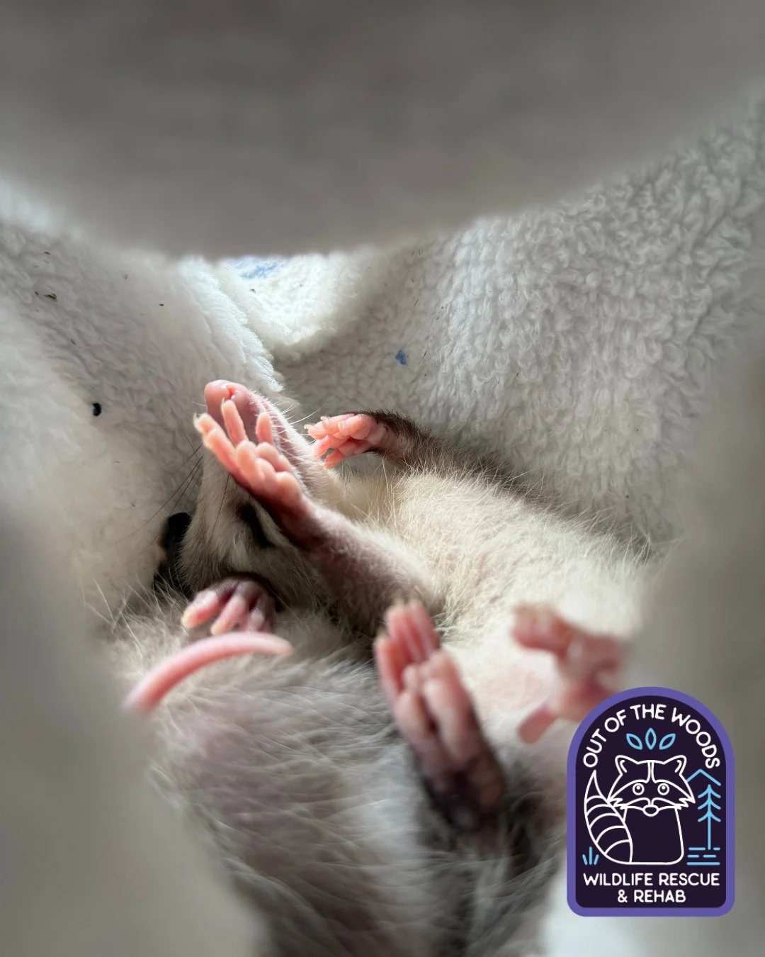 Now that&rsquo;s an extremely good nap! 💤 #opossum #tennessee #westtennessee #outofthewoodswildlife #wildlifeeducation #wildliferehab