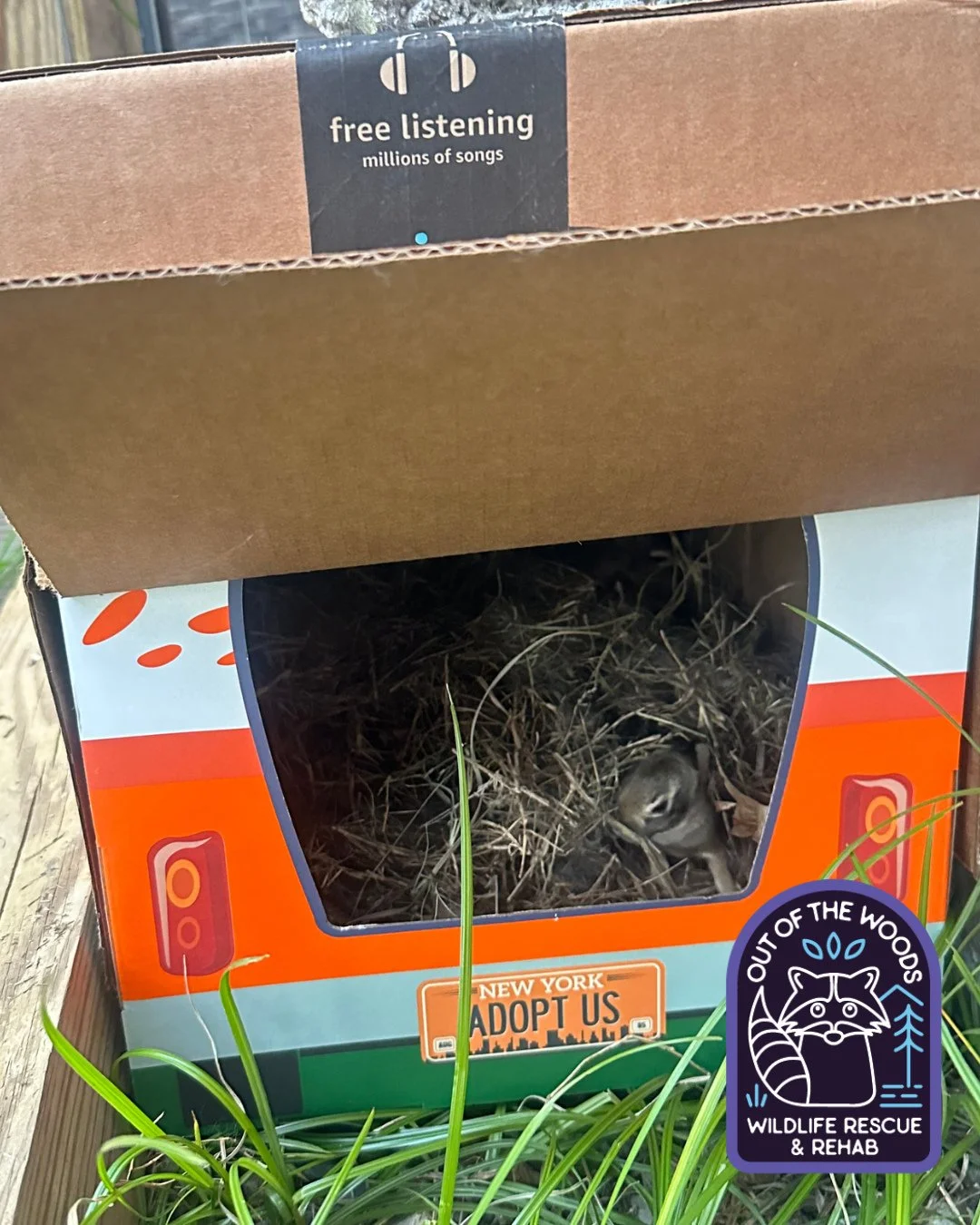 Shout out to Holly Lydigsen @domino_of_dogwood_acres . . . She found these bunnies and was worried about her dog bothering them. She contacted us and we gave her some ideas on how to protect the nest and constructed this to place over the top of the 