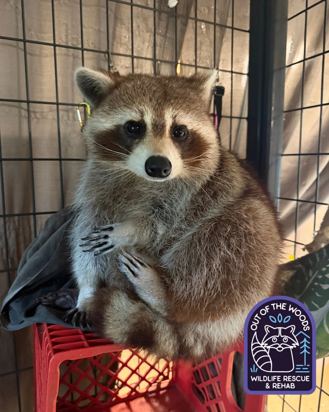 The camera loves DJ and DJ loves the camera. ⭐️ He is quite the raccoon model! #DJ #educationalambassador #tennessee #westtennessee #outofthewoodswildlife #raccoon #nonreleasable #wildlifeeducation