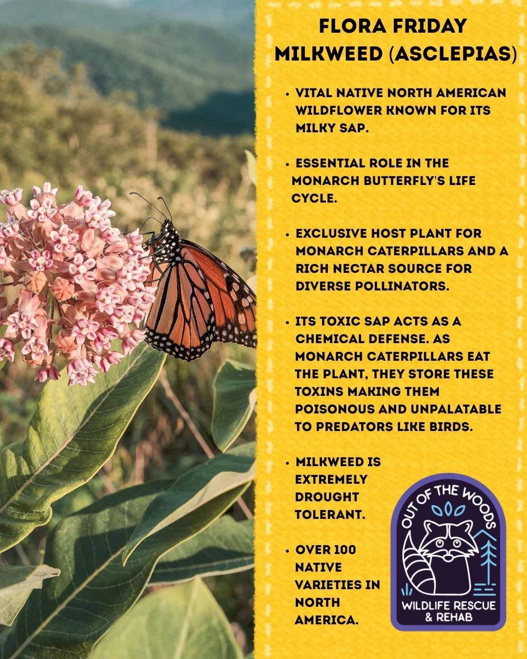 Welcome to Flora Friday! First up is the ever so important Milkweed. Milkweed (Asclepias) is a crucial native wildflower famous for its milky, toxic sap and vital role in the monarch butterfly life cycle. It supports hundreds of insect species, and t