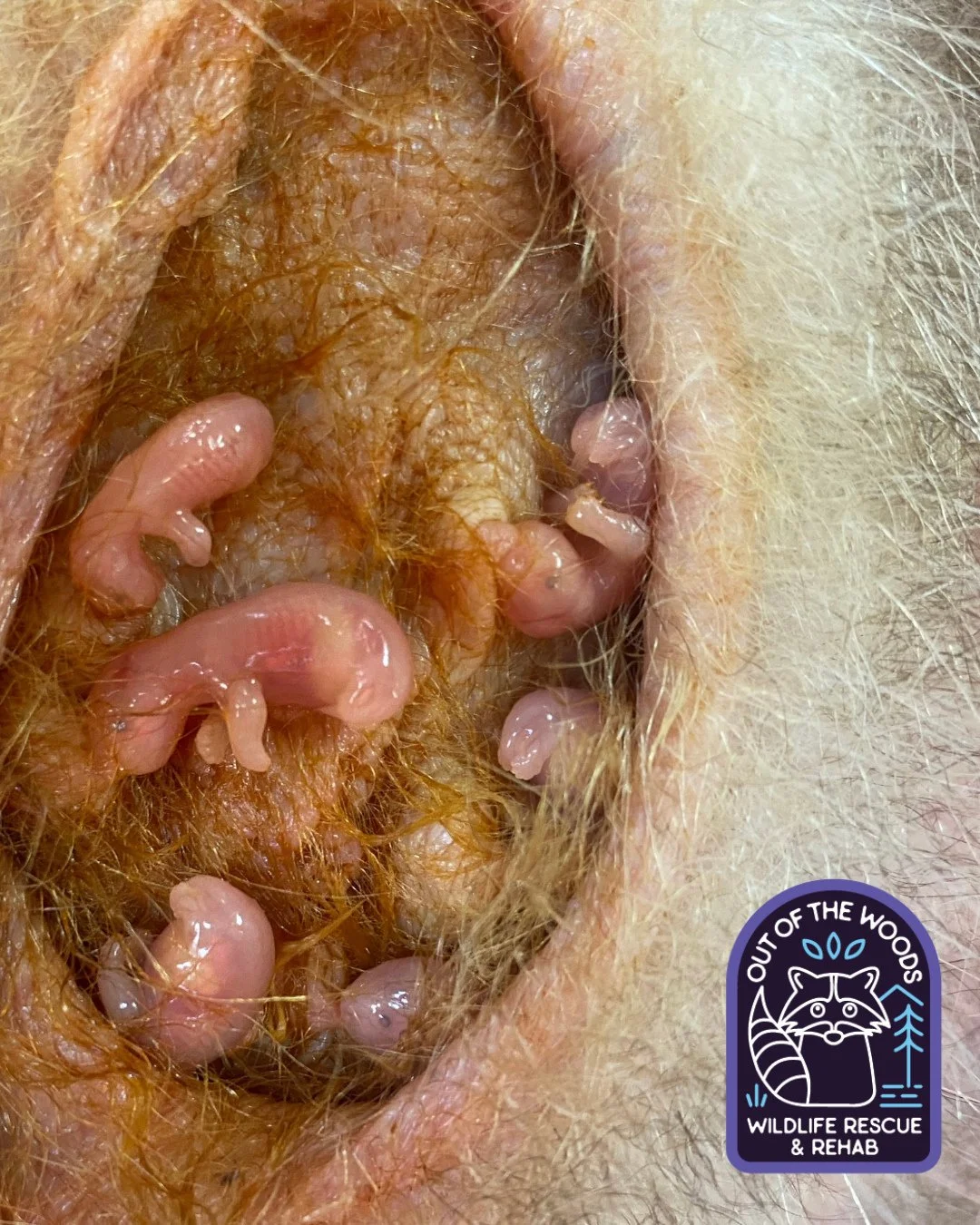 Did you know that opossum joeys are roughly the size of a jelly bean at birth? #opossum #tennessee #westtennessee #outofthewoodswildlife #opossumfact #wildlifeeducation #wildliferescue