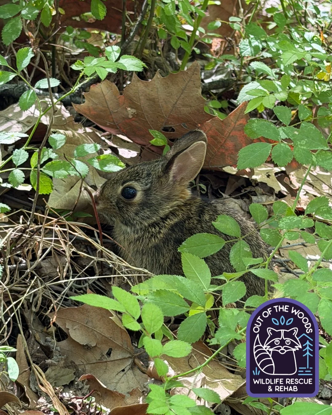 Why is brush essential to rabbits? Predator protection (provides camouflage), winter protection (insulation), and nesting materials (to protect kits). #cottontail #cottontailfacts #rabbit #rabbitfacts #wildlifeeducation #tennessee #westtennessee #out