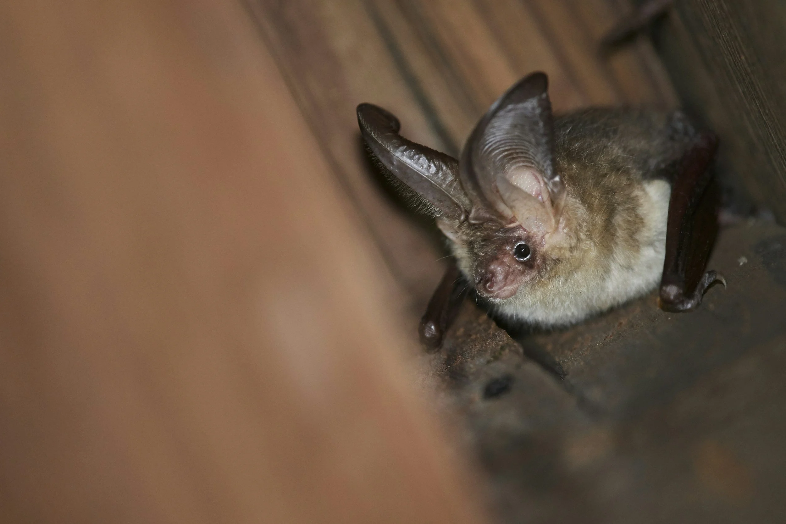 There’s a bat in my house. What do I do?