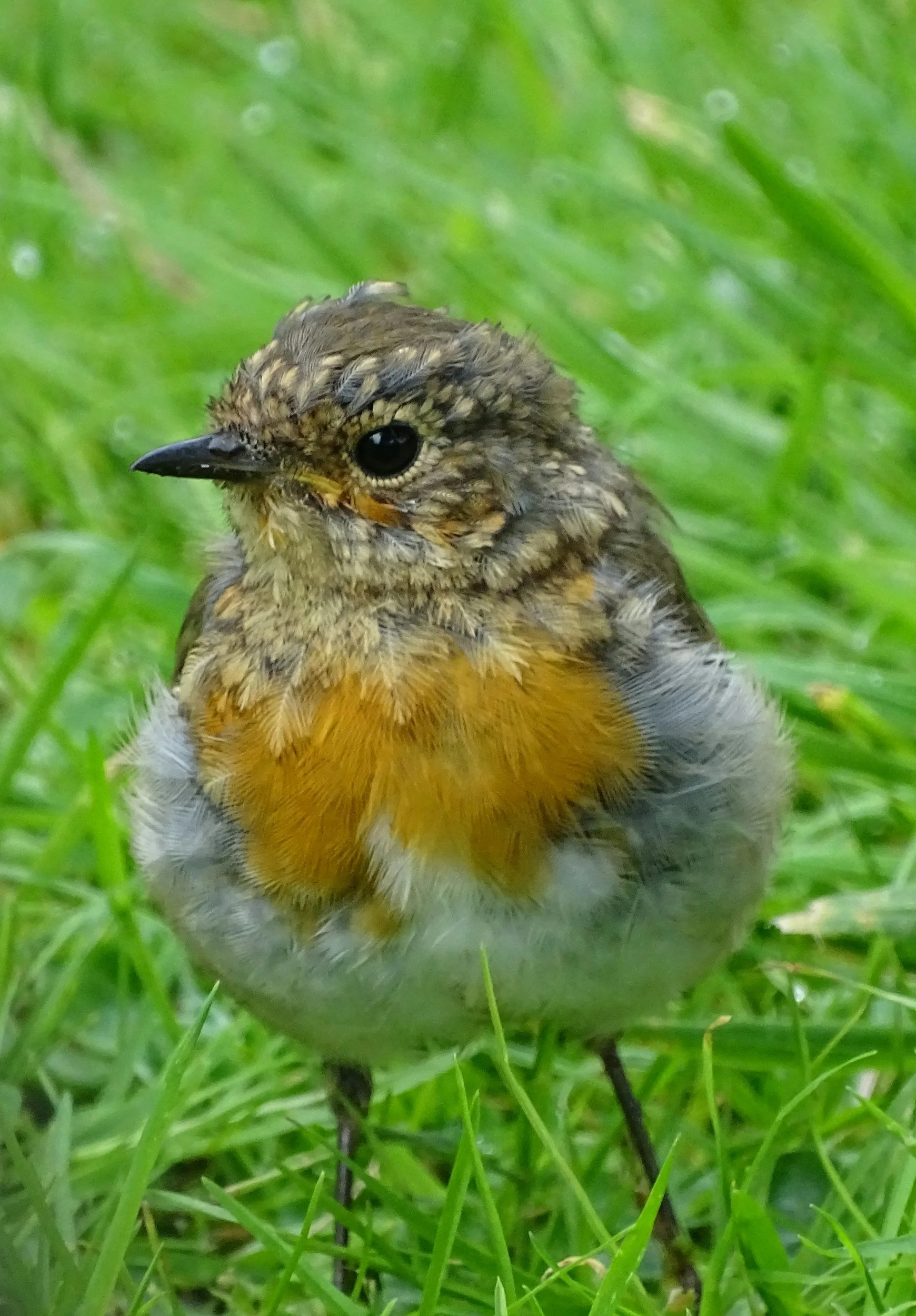 I found a baby bird on the ground. Does it need help?