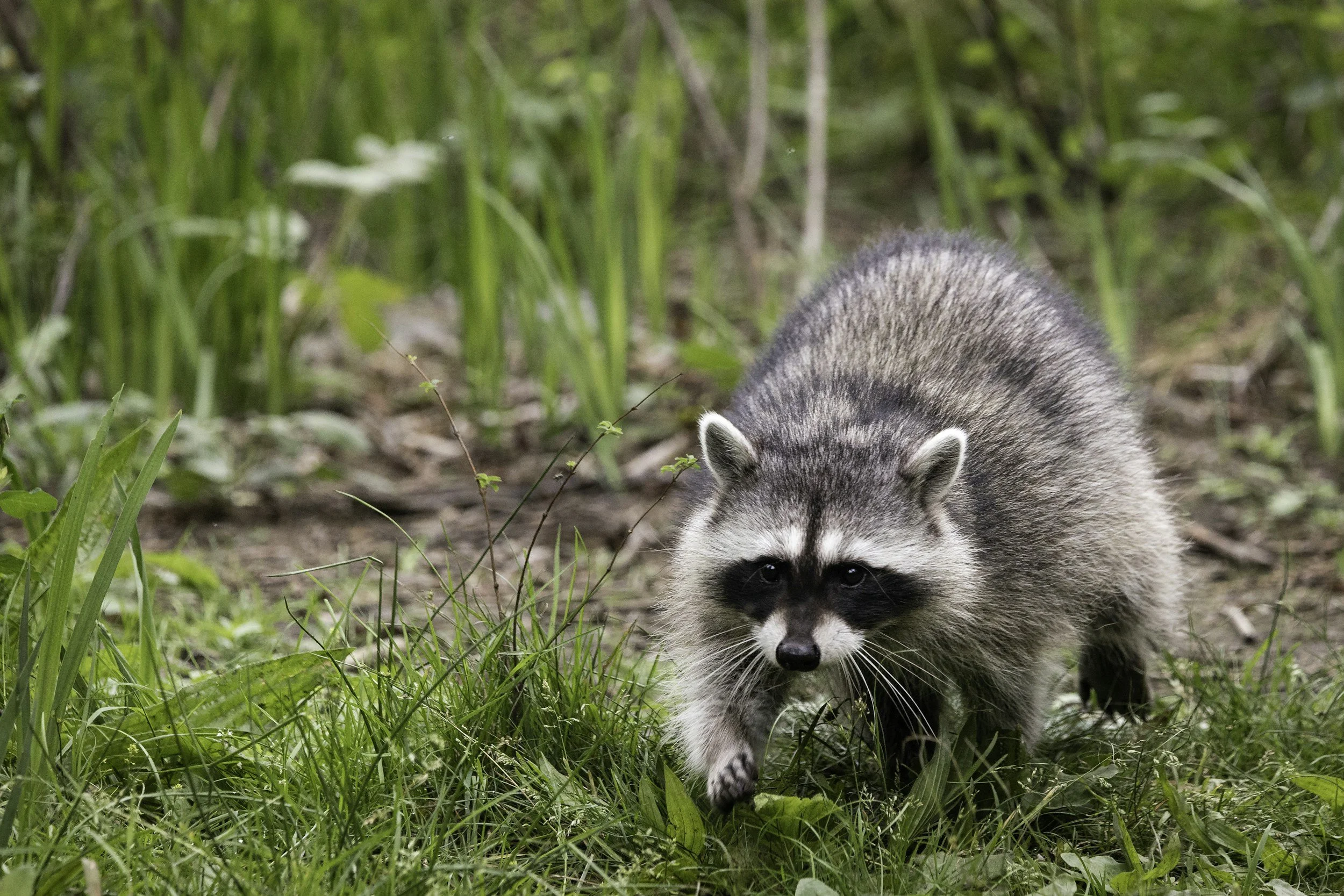 There's a raccoon out in the middle of the day. Does it have rabies?