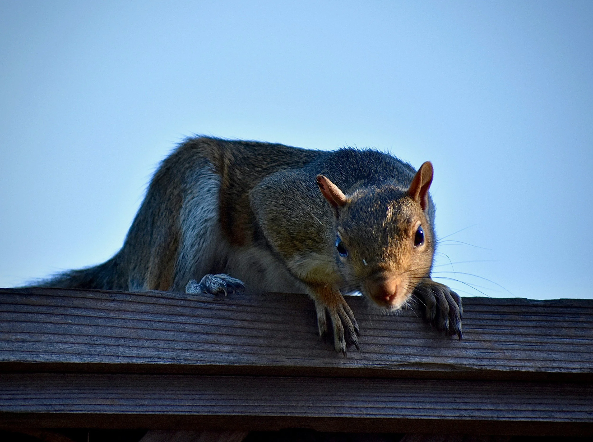 Something is living in my attic. Now what?