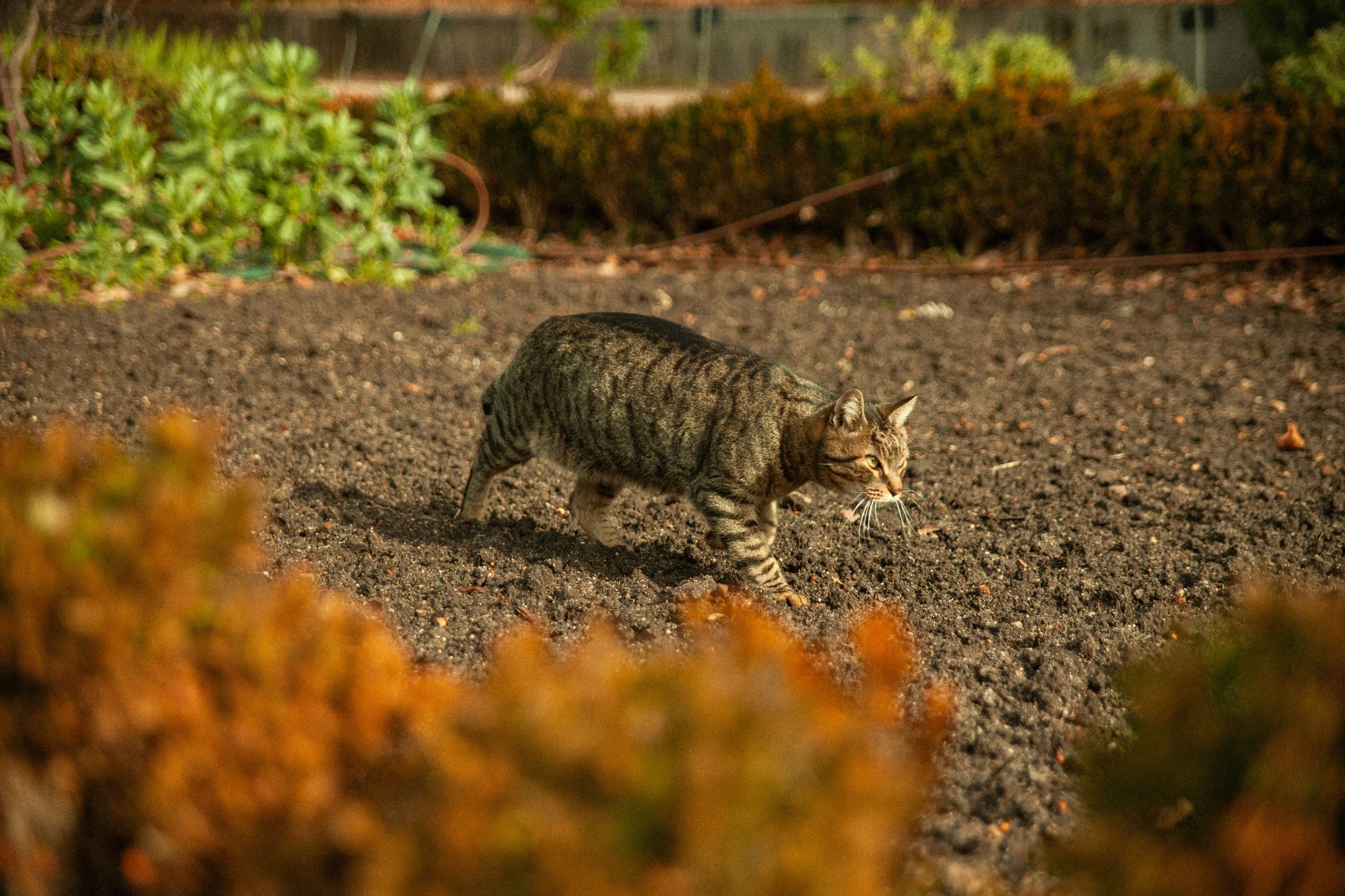 My cat caught a bird. It looks fine - is it?