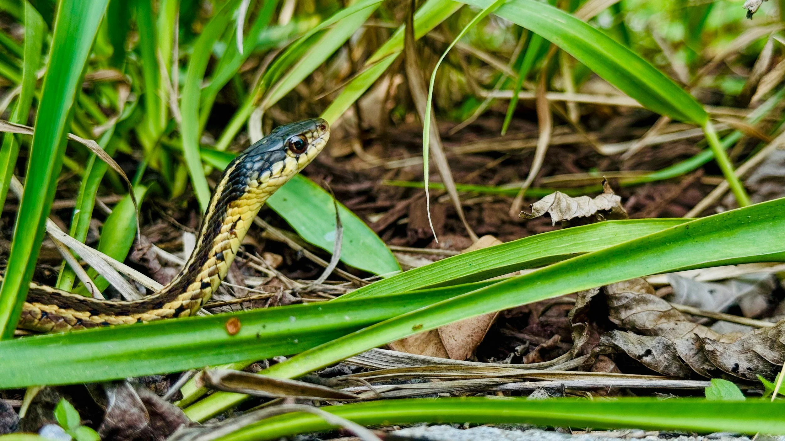 There’s a snake in my yard. Is it venomous?