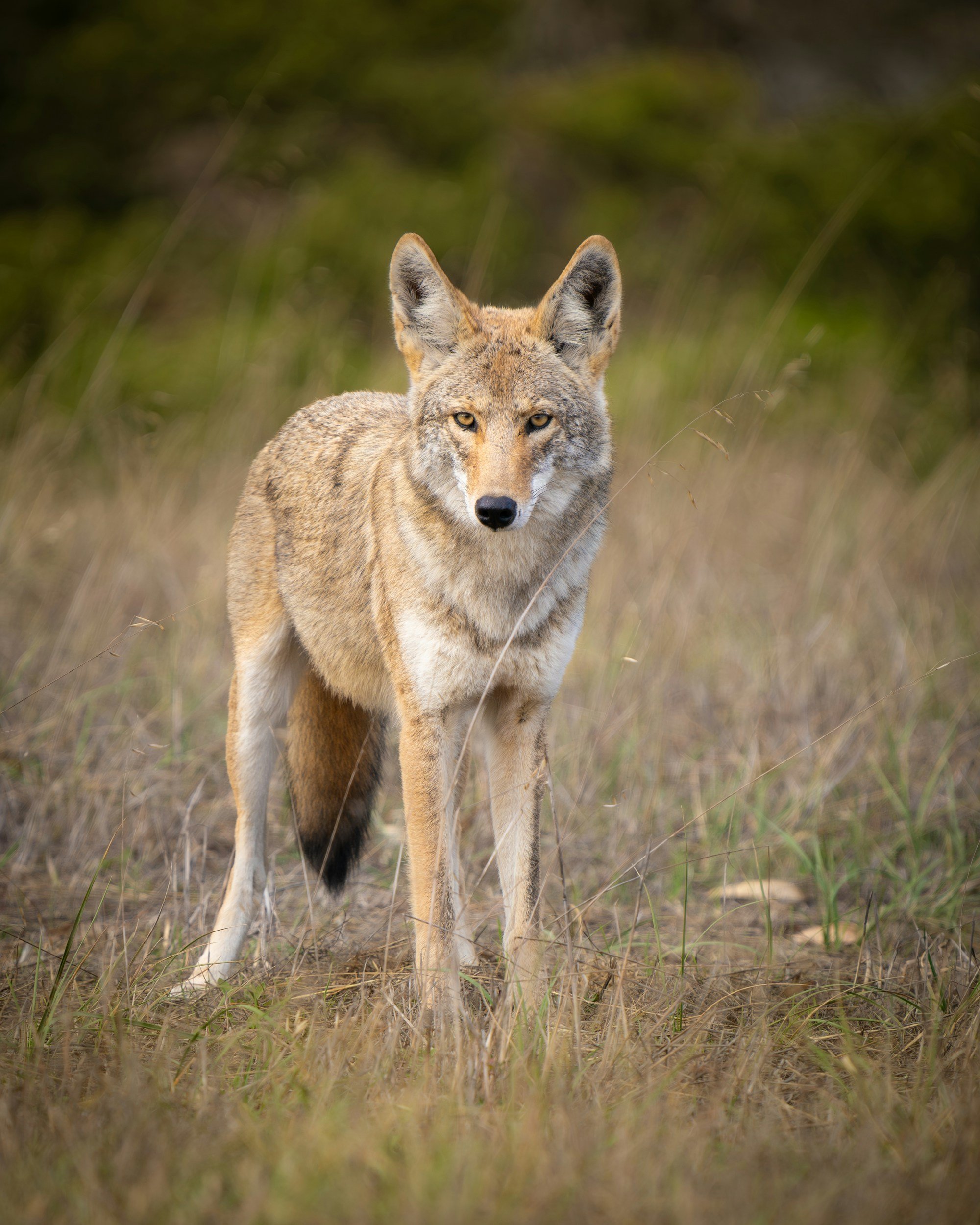 There’s a coyote in my neighborhood. Should I be worried?