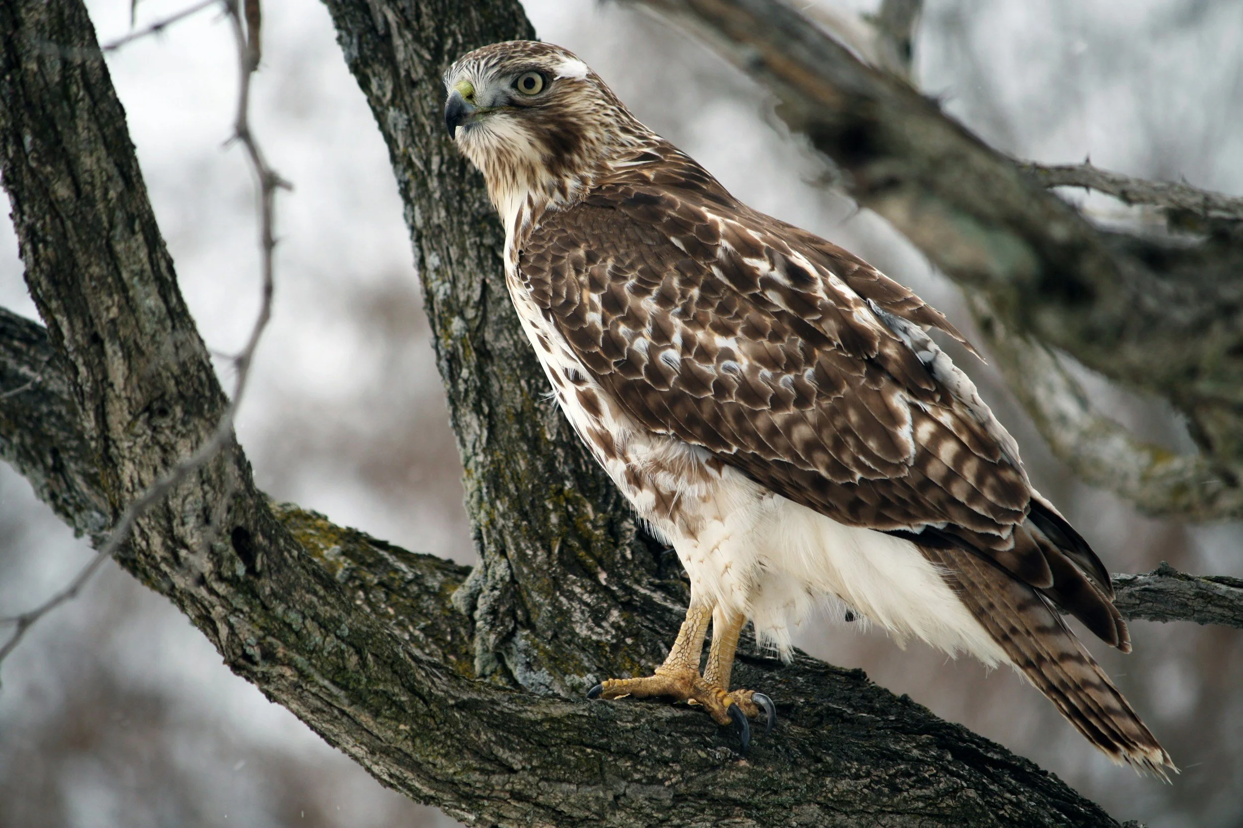 I found an injured hawk or owl. Who do I call?