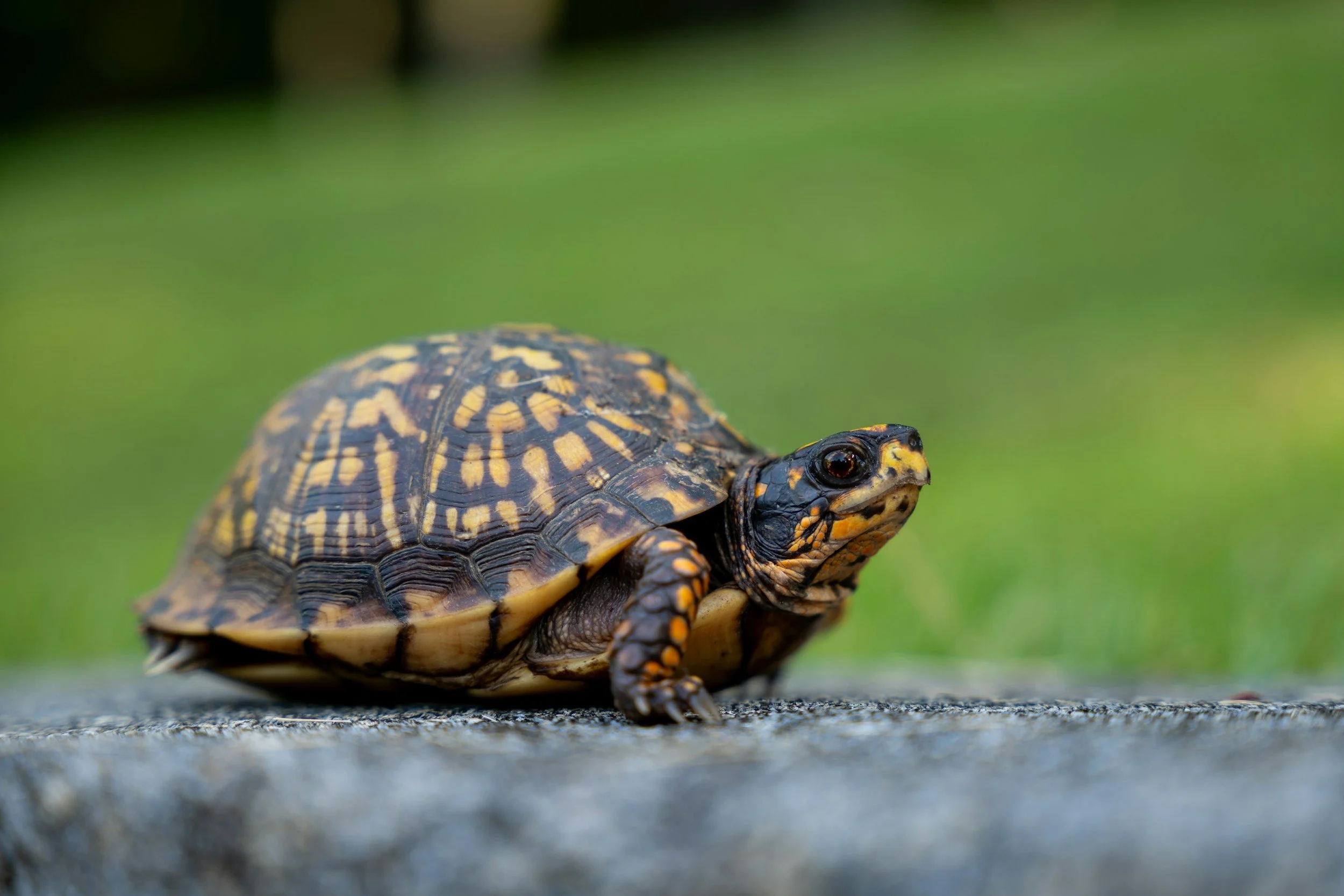 There’s a turtle in the road. What should I do?