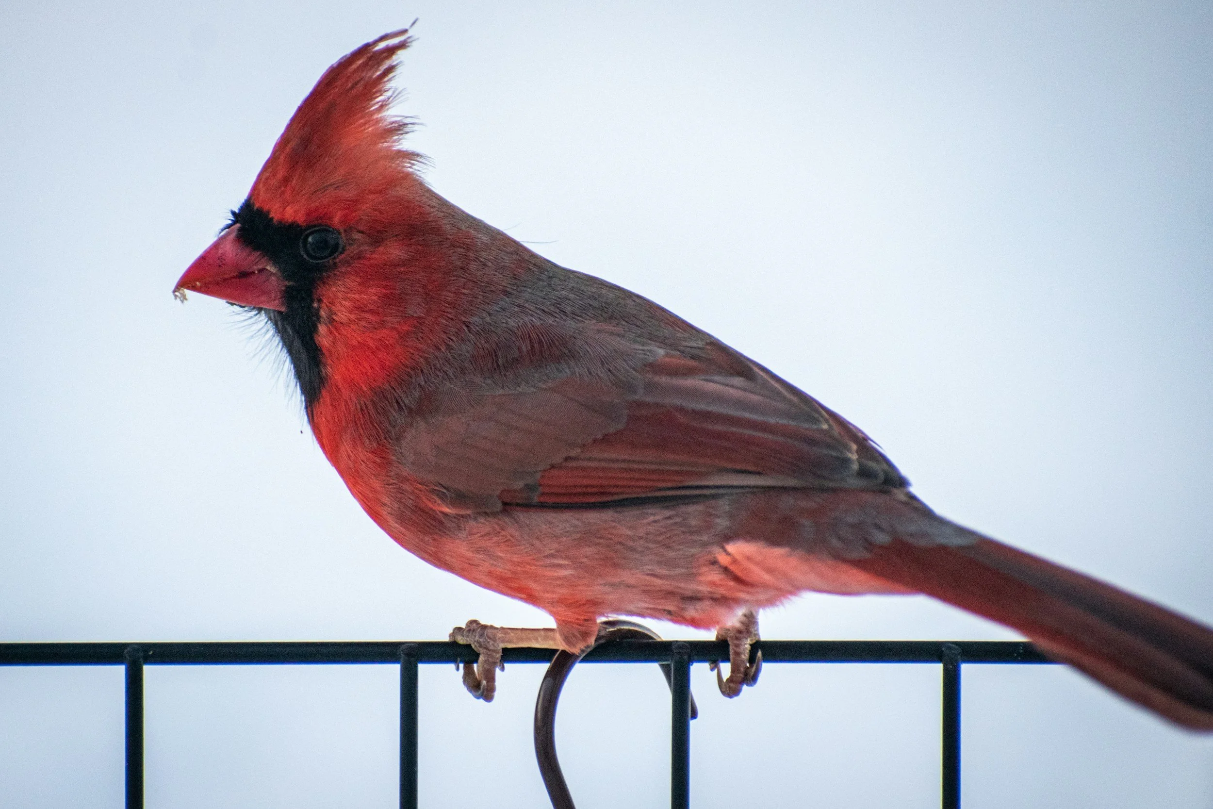 A bird hit my window. Is it going to be okay?