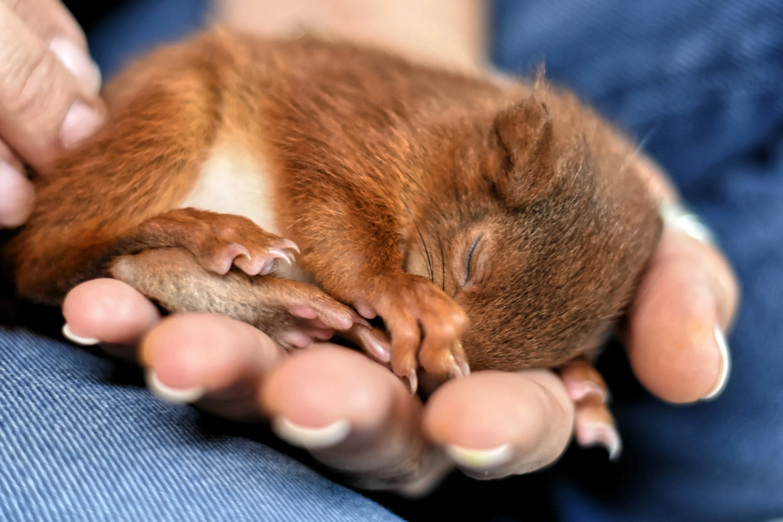 What should I feed a wild baby animal I found?