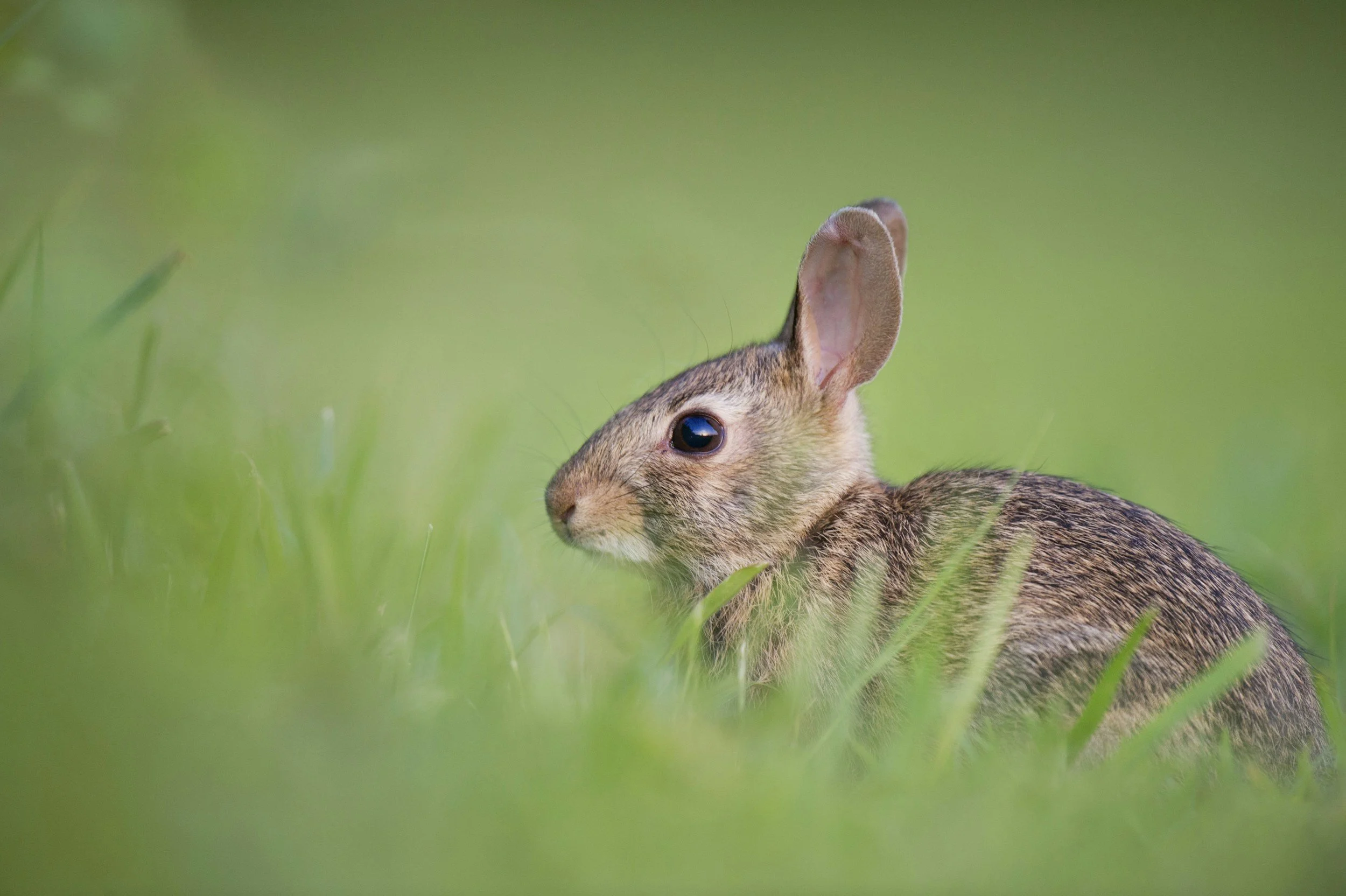 I found a nest of baby rabbits in my yard. What do I do?
