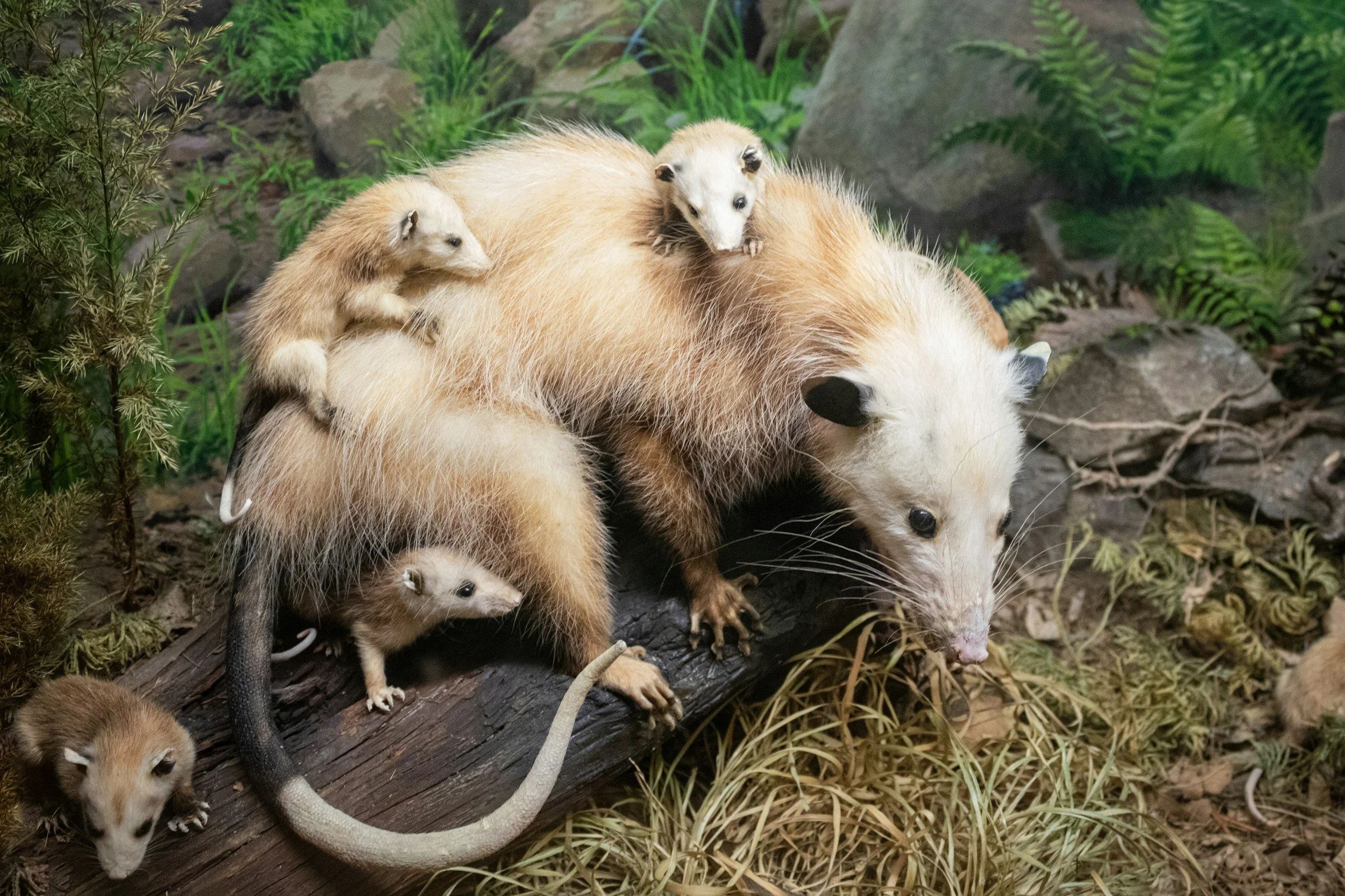 I found a baby opossum. Does it need help?