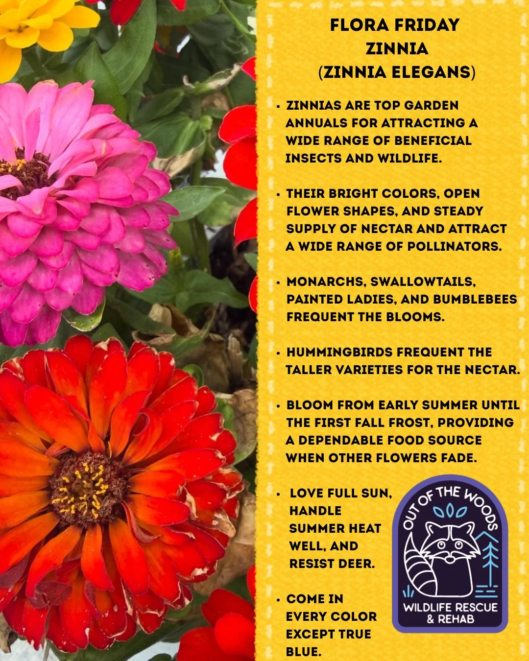 We&rsquo;re wrapping up our Flora Friday series today with the beautiful Zinnia! These flowers are dependable and colorful annuals that pollinators love! #zinnia #florafriday #wildlifeeducation #pollinators #gardening #annual #tennessee #westtennesse