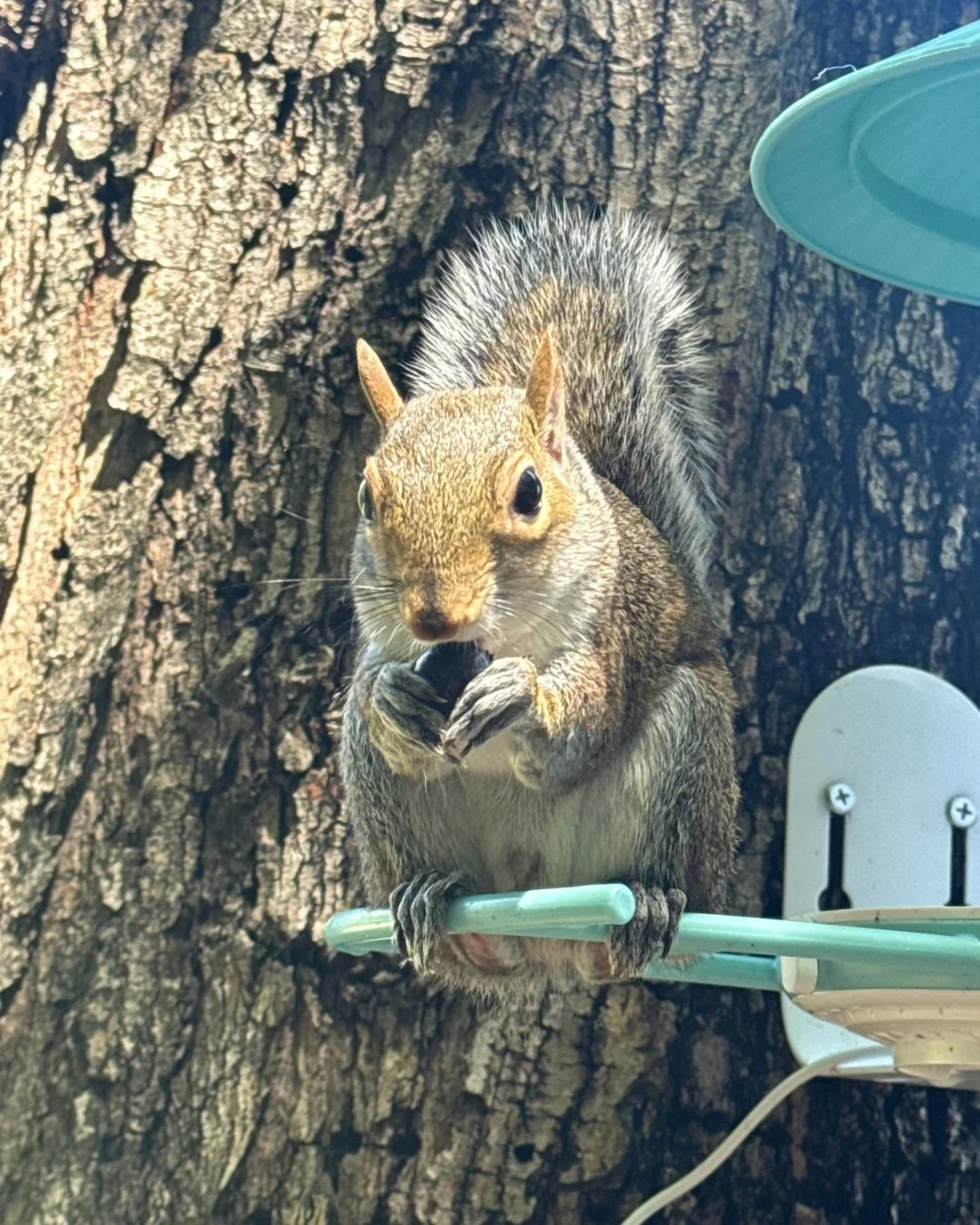 A Sir Hector Sighting! He is one of Rio&rsquo;s former patients! #rehabandrelease #wildliferehab #wildlifeeducation #tennessee #squirrel