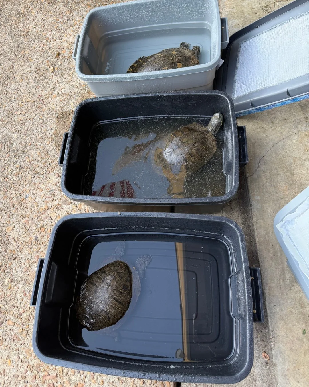 What&rsquo;s it like staying hydrated as a turtle patient at OOTW? That&rsquo;s what soak days are for! Every other day all turtle patients get to soak in shallow water. This gives them time to drink and they also absorb some hydration through their 