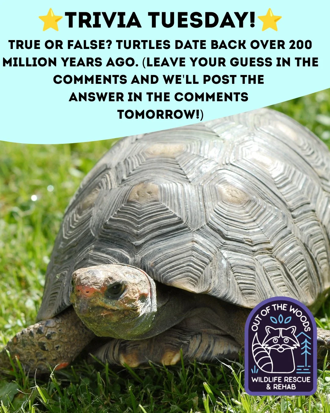 ❓ TRIVIA TUESDAY ❓ 
⭐️ TRUE OR FALSE? TURTLES DATE BACK OVER 200 MILLION YEARS AGO. ⭐️ Leave your guess in the comments below and we&rsquo;ll leave the answer in the comments tomorrow! 
#trivia #triviatuesday #wildlifeeducation #tennessee #westtennes