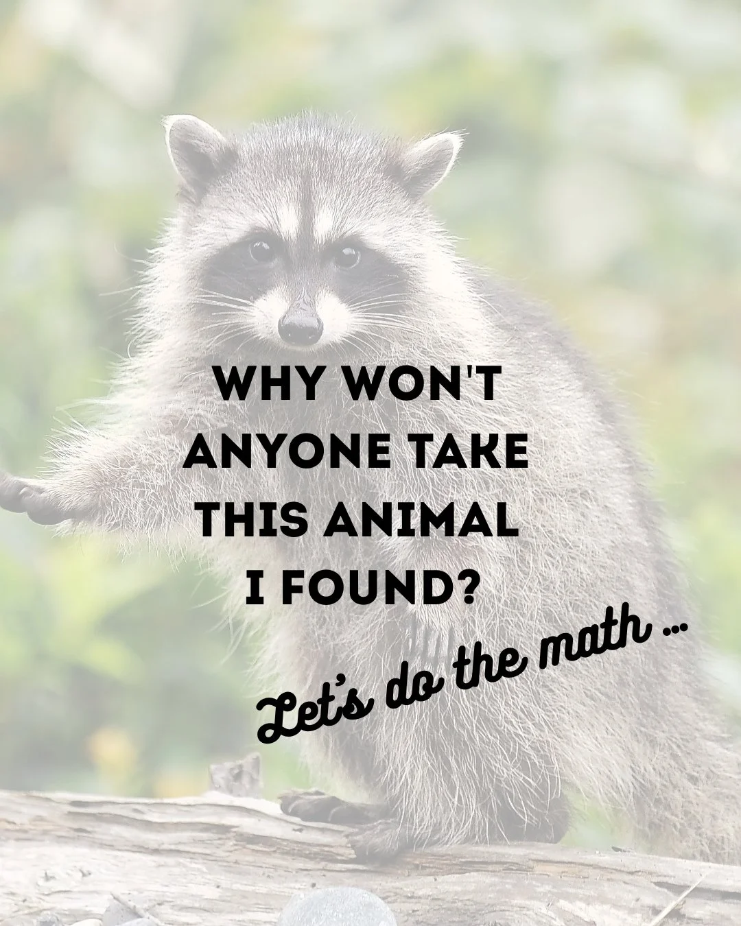Why isn&rsquo;t anyone responding about this animal I found? Well, the answer is in the math! Tennessee is densely populated and the amount of wildlife rehabbers is significantly less in comparison!
Some tips:
🦝 Be patient!
🦝 Get involved! Look int