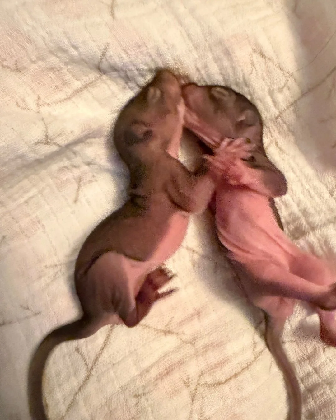 How about some more Monday musings with Danielle?! You met Mindy last week, but she&rsquo;s back with her buddy Norman!

&ldquo;Mindy and Norman
...
They're 2-3 weeks old and weighing in at just 42 grams- about the same as a pair of AA batteries.
Cur