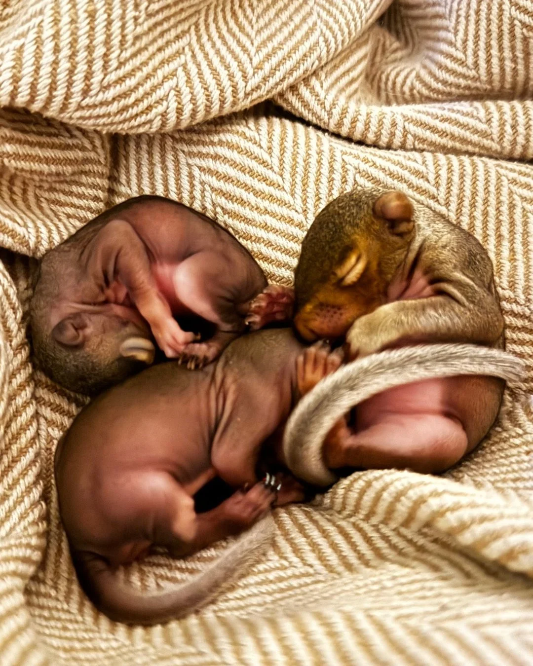 Squirrel mania continues on! Here are some of Jodie&rsquo;s current patients! #squirrel #wildliferehab #wildlifeeducation #outofthewoodswildlife #tennessee #westtennessee