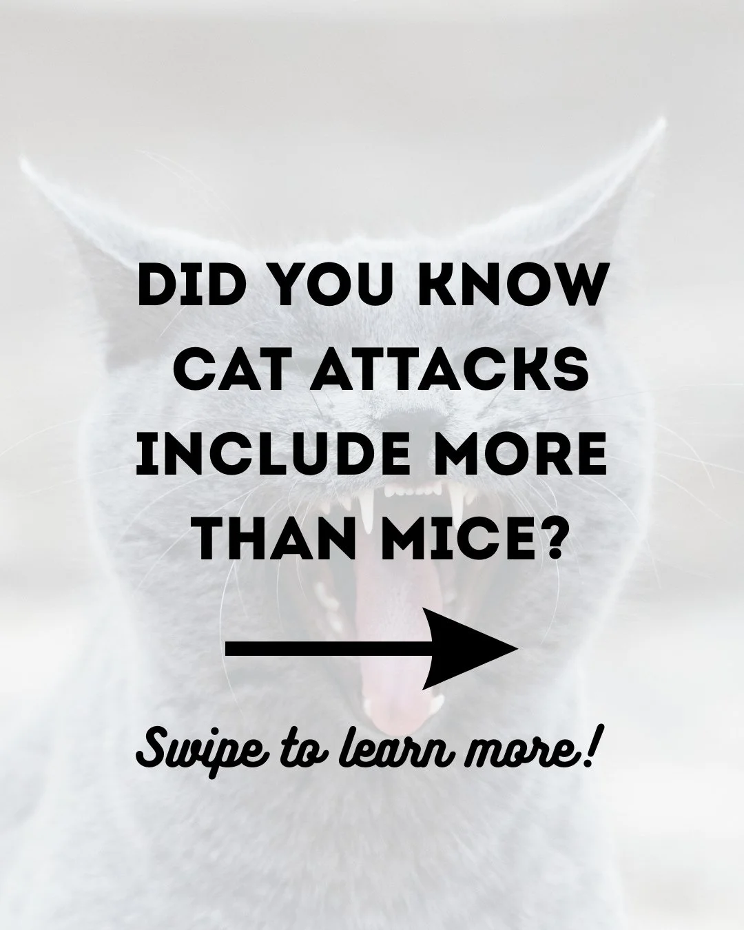 Cat and mouse game? We have news for you . . . cat attacks stretch far beyond mice. Check out some of the faces of cat attacks in this post. The best way to prevent attacks is to keep your cat indoors or incorporate a catio into your space! 
NOTE: An