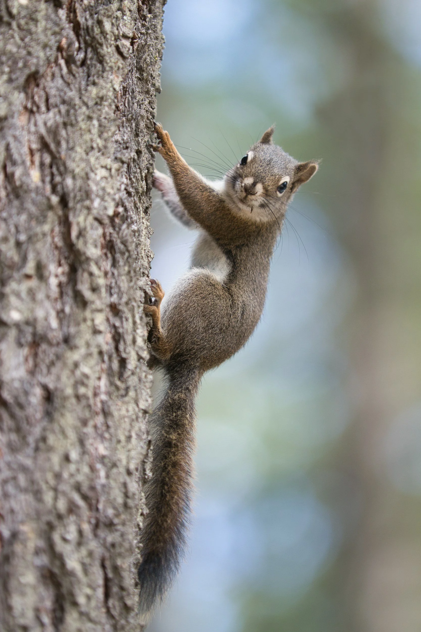 There is a second baby squirrel season, and it is happening right now