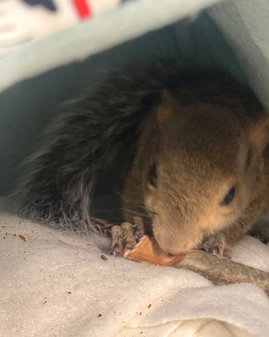 Look at who else opened their eyes! Simon, who is one of Rio&rsquo;s squirrel patients! #rehabandrelease #wildliferehab #wildlifeeducation #tennessee #squirrel