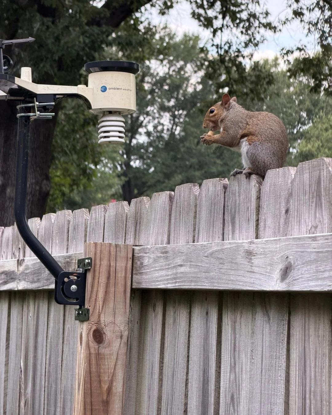 Monday musings with Danielle featuring Margaret, who is one of her recently released squirrel patients. 

&ldquo;Day 7 of Freedom: Margaret Has Not Left.
Officially released a week ago. Still shows up at 7am on the dot, sits on the fence, and stares 