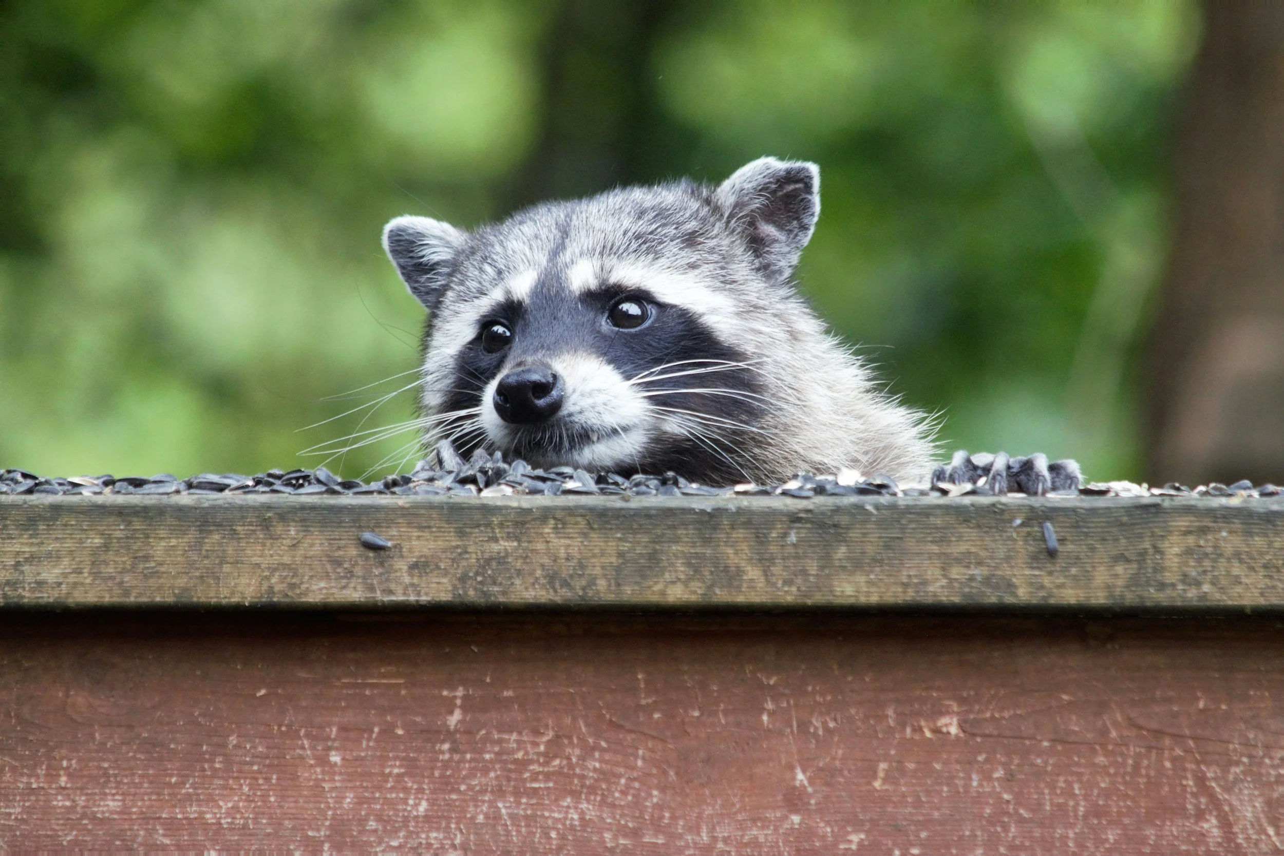 Will animal control come get the animal in my attic?